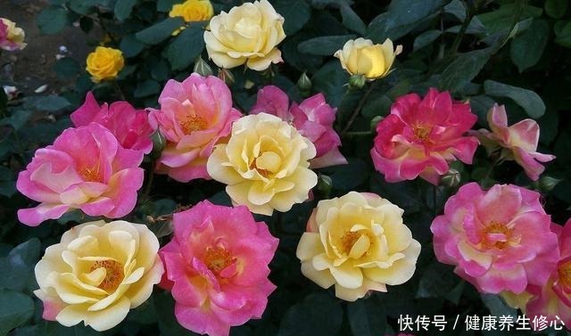 这几种花只能秋天扦插,到了春天爆盆,满枝头全是花!