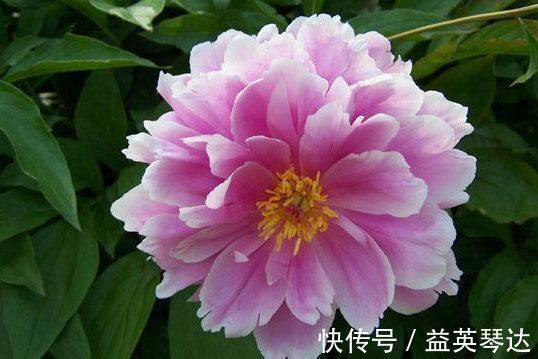 养花就养这几款,花朵小巧玲珑,清新脱俗,懒人最爱