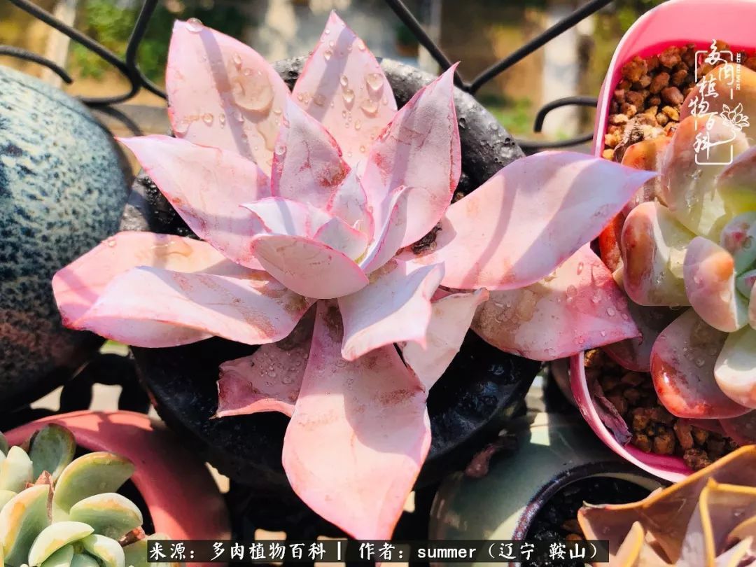 活着即是王道！我和我大东北的多肉们！