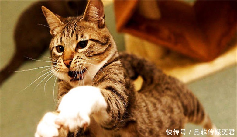 《西游记》那么多妖魔,为何却没有猫妖?你看猫的后台是谁?