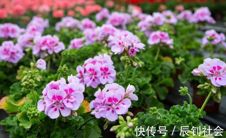 对于开花多次的盆栽，磷酸二氢钾要“搭配”使用，教你2个方法