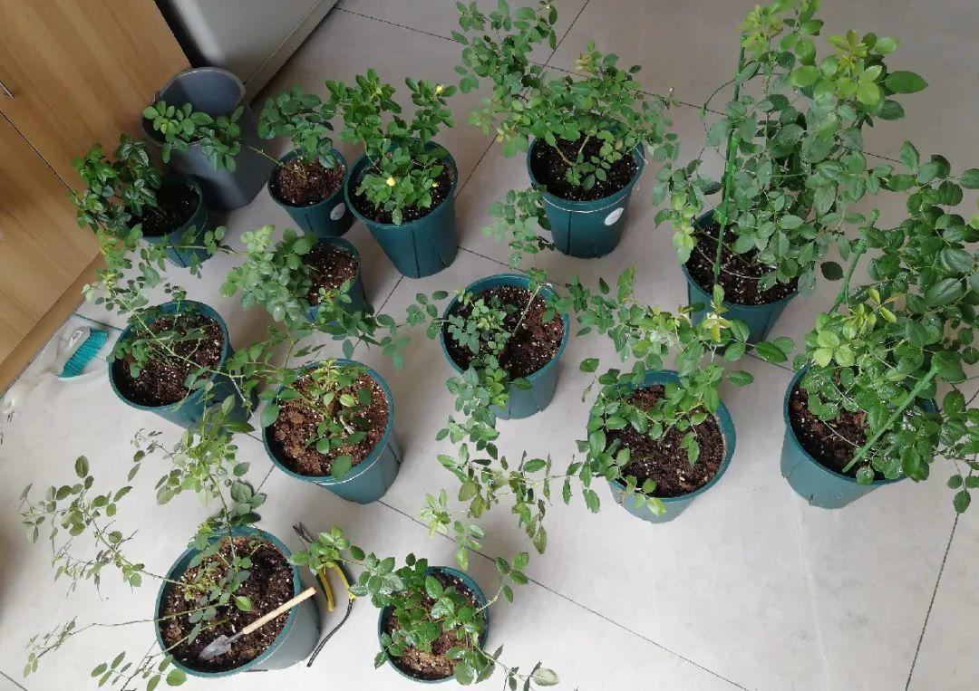 花苞|公认难养的花,养一盆死一盆,从来没有养活过!