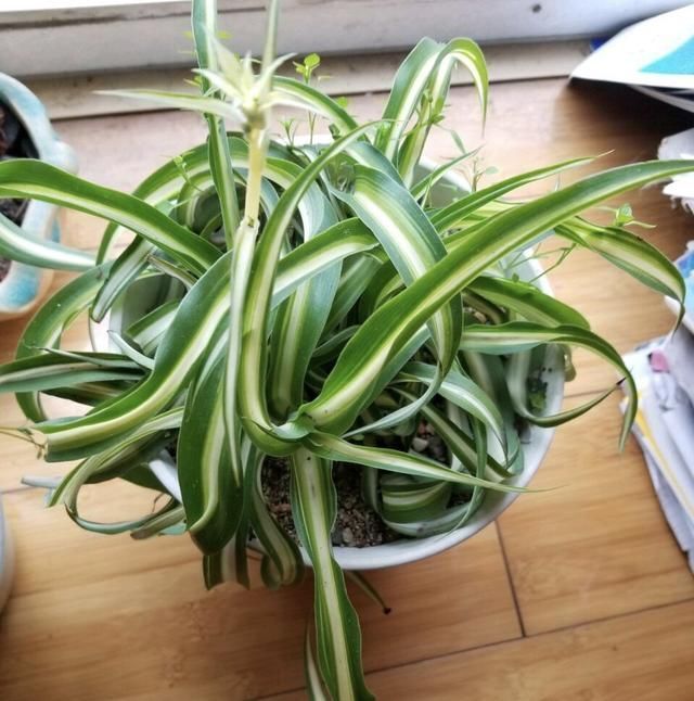 黄叶|养吊兰有3个小方法,照着做“不干尖、不黄叶”,直冒小崽子