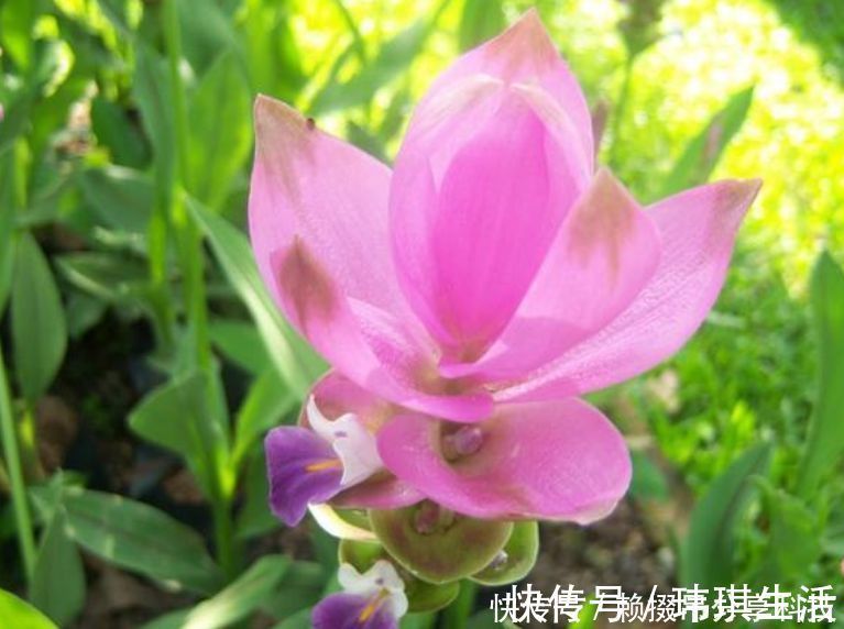 姜荷花|盆土里种块“姜”,7天发芽,30天后长出“大荷花”,太漂亮了