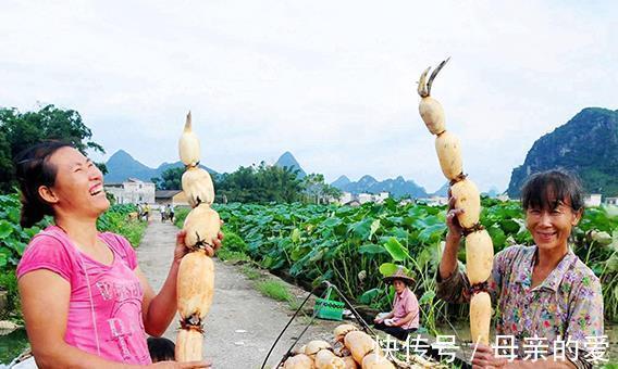 莲藕|秋吃藕,胜补药!莲藕4大妙方,补气血,强免疫,百病绕道走!