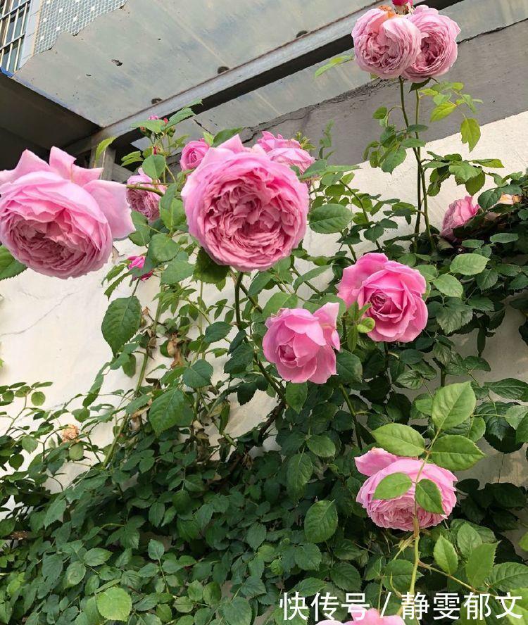 孔雀草|4种漂亮花,花色艳、花量大,随便养都开花不断,开花一簇簇!