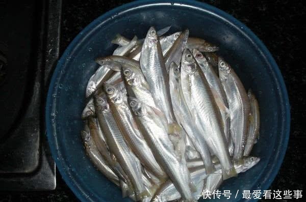 钓白条鱼真是累人，用我分享的方法，只要你下钩，它就在那等你