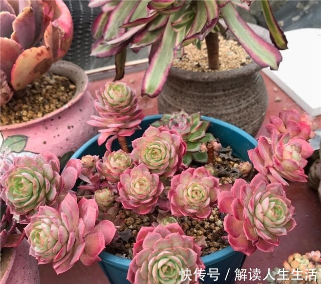 多肉养护“喷水”是绝招,养出“极品红”多肉,红红火火迎新年!