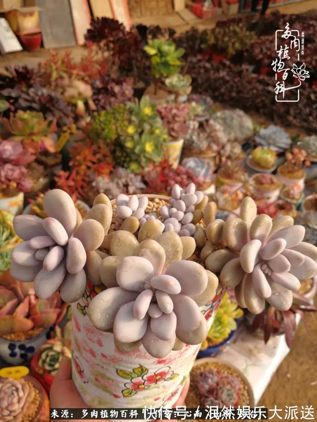 蚧壳虫|为肉痴狂!多肉植物也会用最美的容颜报答我们的勤劳付出!