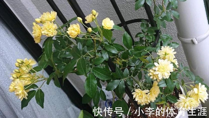 家里有个小院子别浪费,养这3种花,打理简单,开花如花海