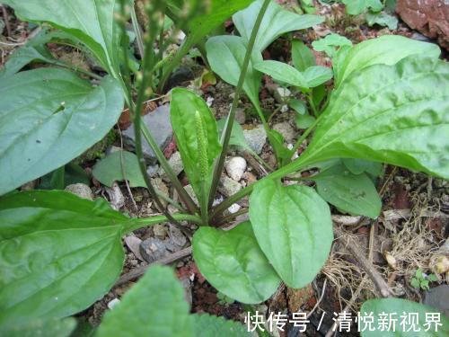 车前草|老中医祛湿方车前草煮水喝,连喝5天,除根