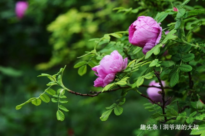 生肖|从不拈花惹草的三个生肖男，时刻把妻子放在心上，对妻子百依百顺