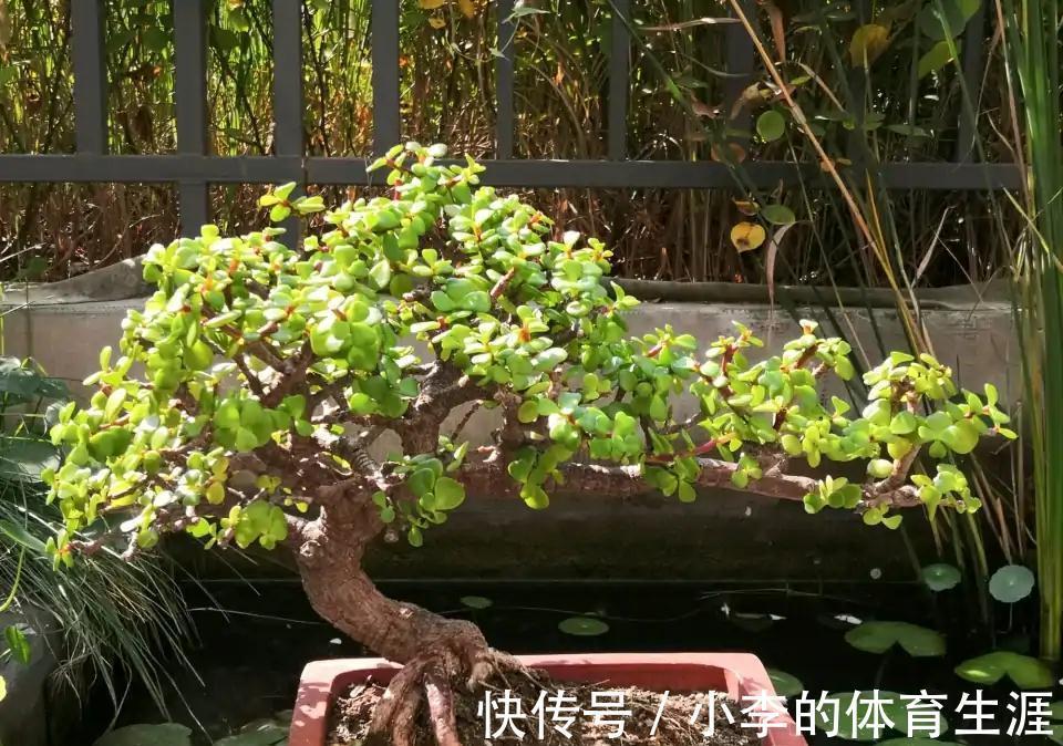 龙骨|9种花好养又吉祥,却是“穷苦命”,小盆少水多晒晒,反而长得旺