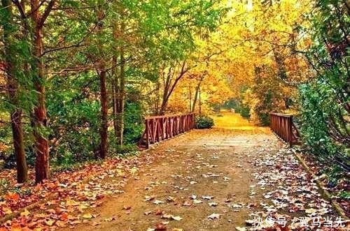 落叶几多悲,缘浅人情薄;多少凄凉意,且与秋风说