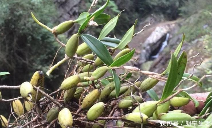 立秋后，肺熱咳嗽不止，常用此草煮水，養陰潤肺，咳嗽不咳