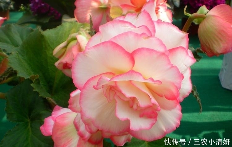 秋海棠开花注意这几点还不够, 最重要的在最后