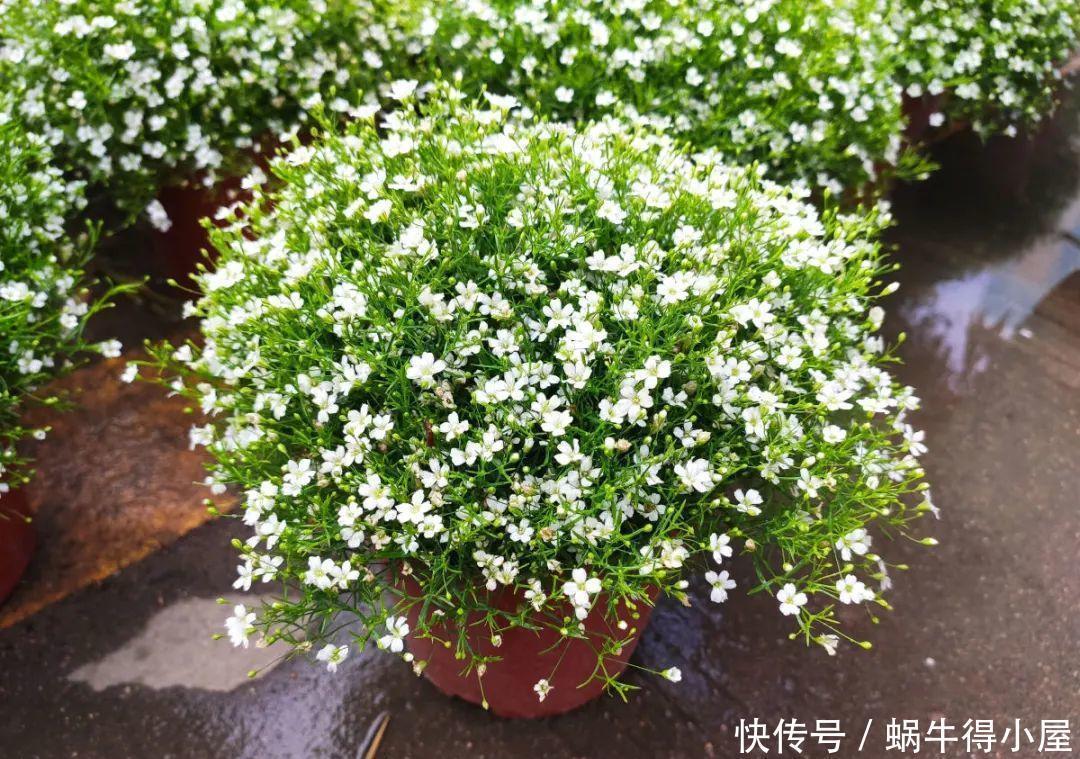 牡丹|这现在不能换盆的花,土一松就没命,白养大半年