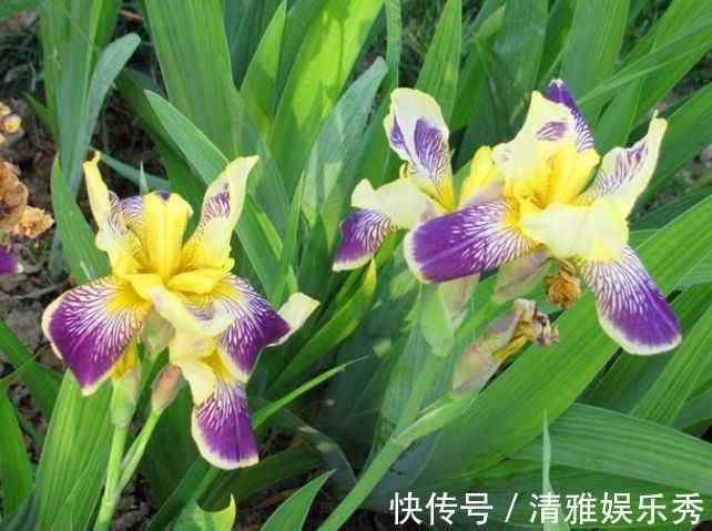 自由精神自由精神|4种福运花,自带福气好养活,好养又漂亮,一开就是300多天!