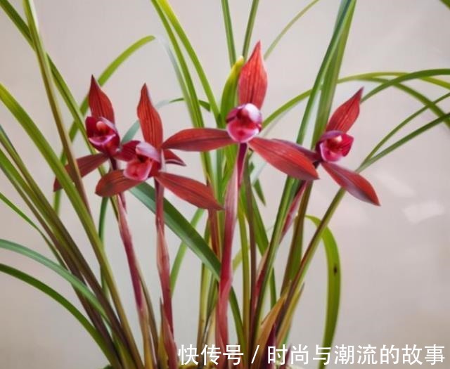 盘点5款适合新手的兰花,皮实好养性价比高,花色艳丽香味清新!