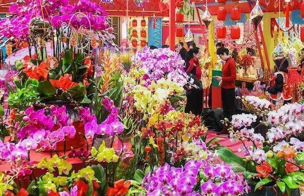 7种紧俏年宵花,个个都有“小脾气”,伺候好了,红红火火开一冬