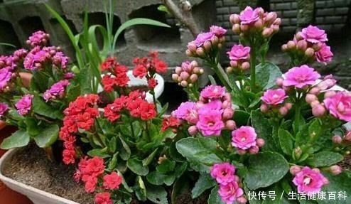 趁着天气暖和扦插这3种花，好生根好爆盆，来点土就能成活！