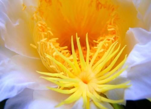 请识别好“它”，如果你家也有种植，现在就要重视，因为价值极高