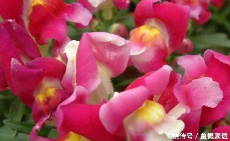 4种花是爆盆能手，开起花来拦不住，花色繁多易爆盆，娇艳欲滴