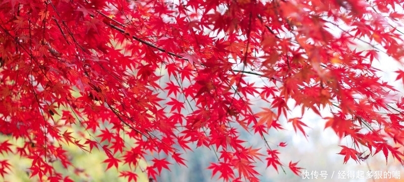 杜牧这首诗美得令人心醉,短短的28个字,写出了充满诗意的秋天!