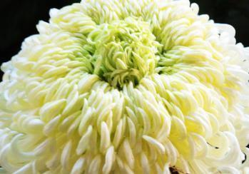 喜欢菊花，不如养盆“珍稀名菊”冰心再抱，似美人偏偏，娇艳高贵