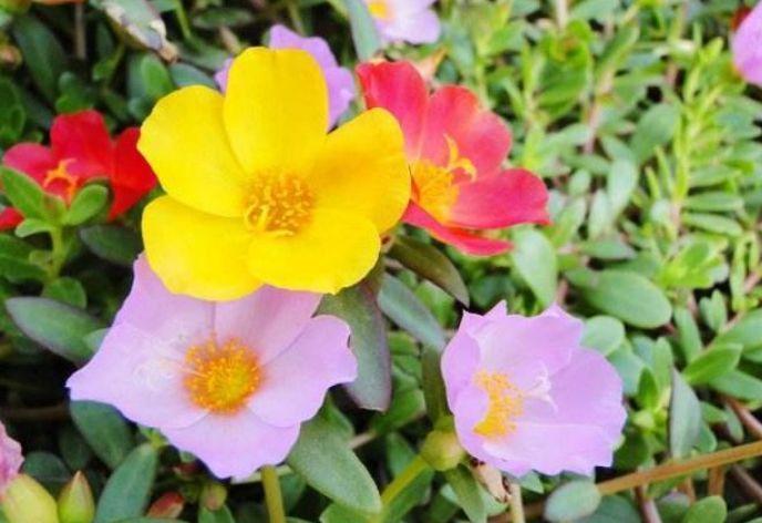 4种漂亮花，好养易活能爆盆，一开就是300多天，关键好养又漂亮！