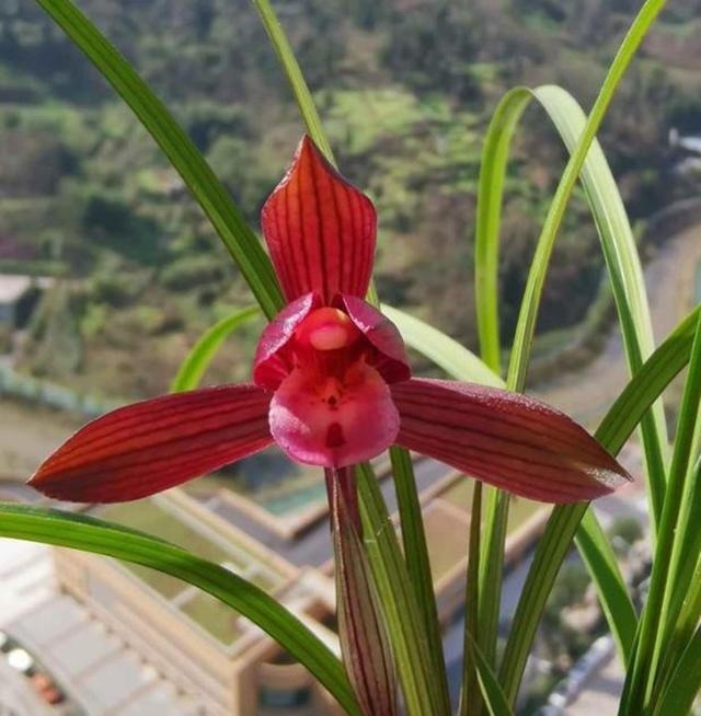 提醒大家见到此兰花，别犹豫，因为它能香整条街，非常好养易活