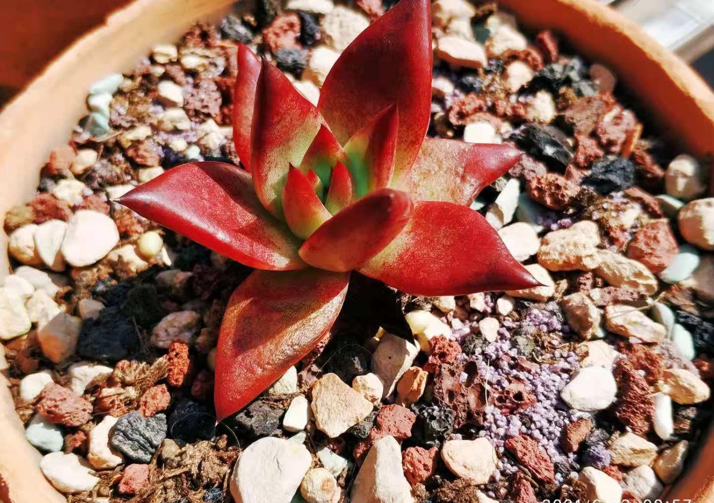 肉友|叶片四季皆红的多肉罗宾,不管你说它好不好养,反正我是觉得好养