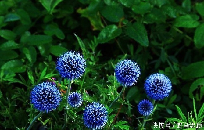 此花是苏格兰国花,花形奇特极其耀眼夺目,象征着神的保佑