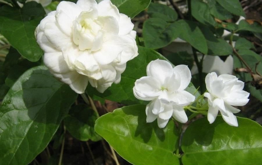 盆花|再忙也要养的一盆花,花期近200天,浓郁的花香堪比香水