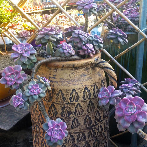 1种多肉植物，容易长出漂亮老桩，养3年就出状态，值得拥有