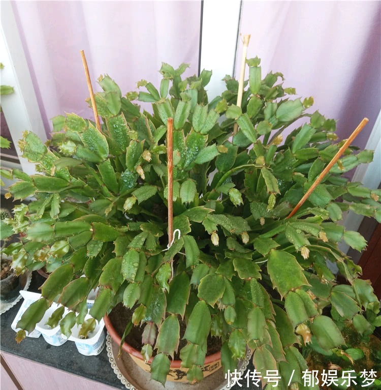 养蟹爪兰,3个小动作,蟹爪兰疯狂冒花苞,爆开满树花!