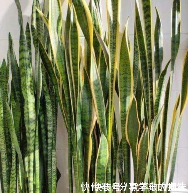 花盆|虎皮兰长得慢,不长小芽做好几点,生长快,出芽多,真正的爆盆!