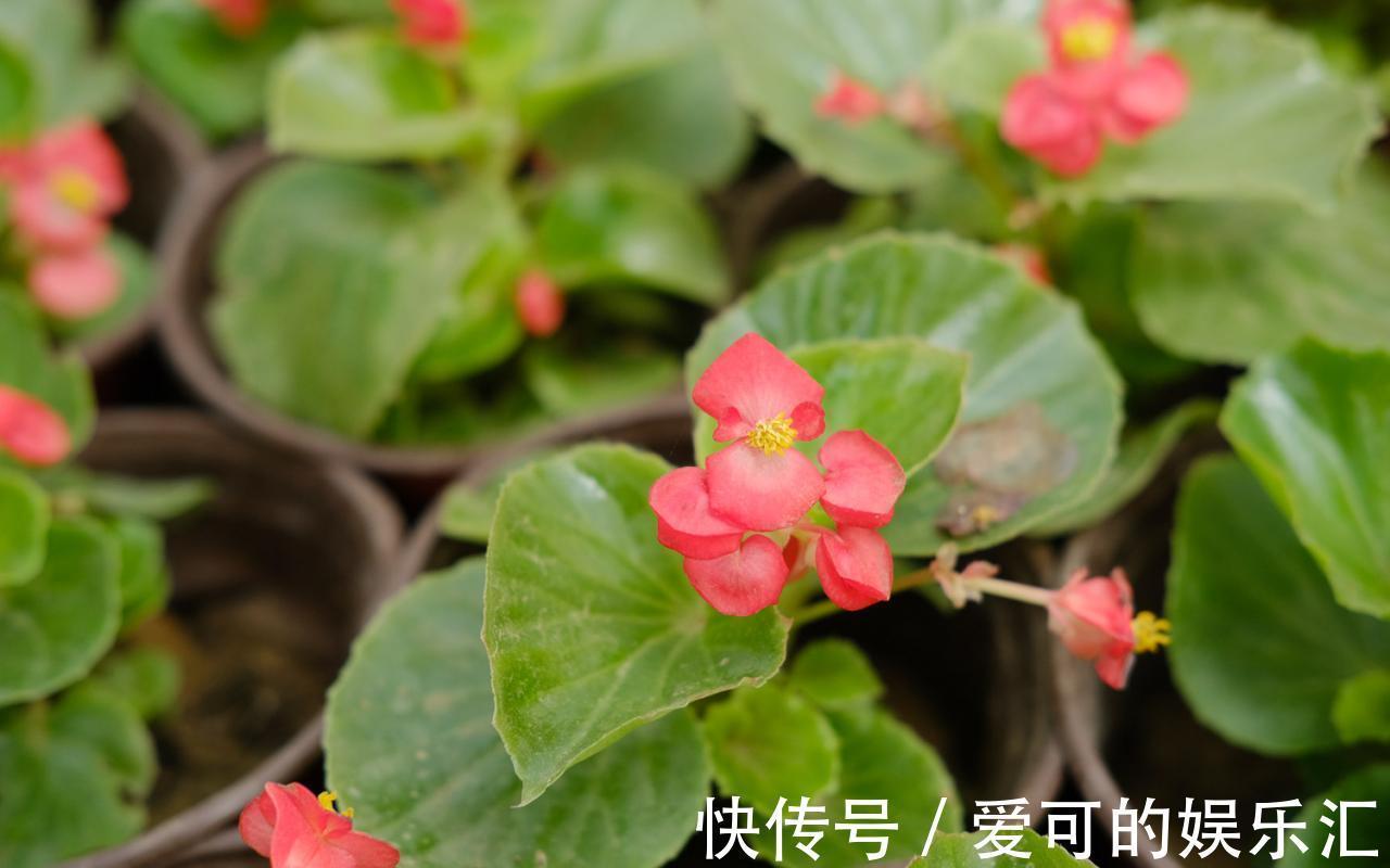 想要真正把花养好,就要花点心思,多观察多琢磨