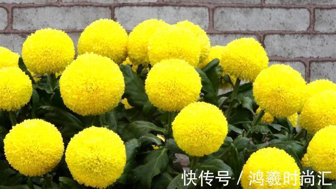 乒乓菊|喜欢菊花，就养盆“乒乓菊系列”金黄乒乓菊，花似乒乓，圆溜可爱