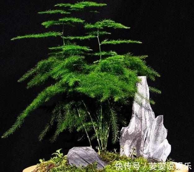 文竹盆土里插个“神器”,盆土状况一目了然,变成茂密“小森林”