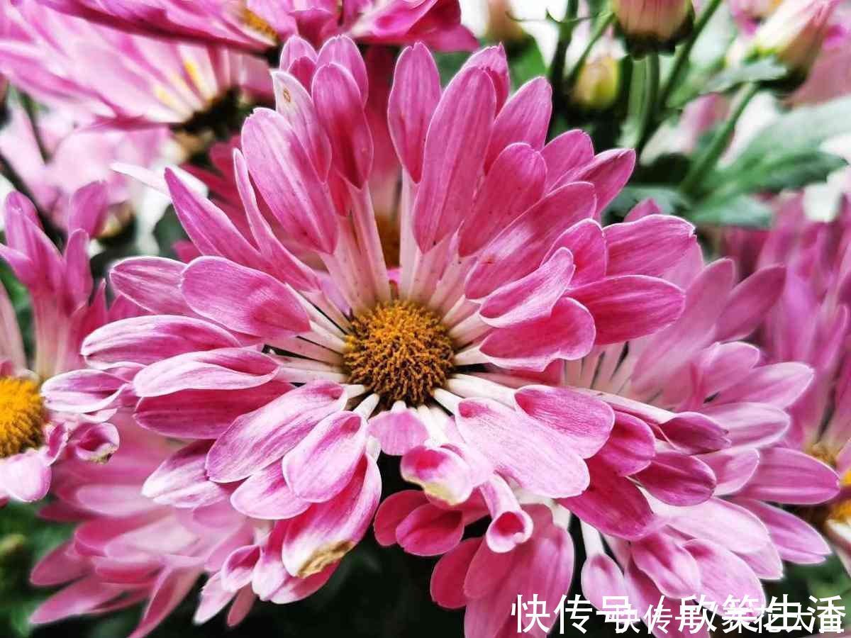 古代|古人喜欢的花,一直传承至今,每一种都超有气质