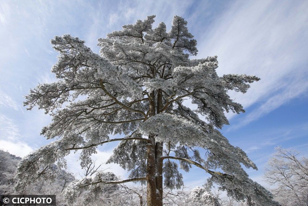 雪景|安徽黄山：小雪节气迎入冬初雪