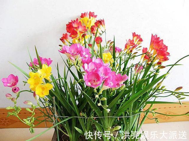 花朵|1种花“了不起”，秋天上盆，冬天花朵“爆盆”，比香水好闻10倍