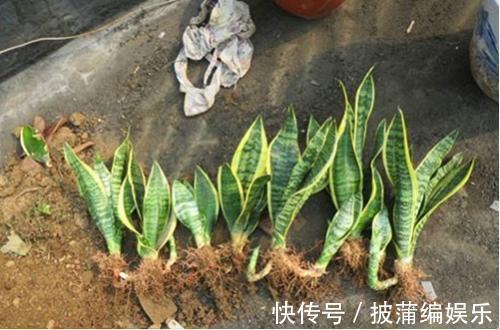 养虎皮兰时，盆里加2种东西，30天钻出钢芽，侧芽嗖嗖