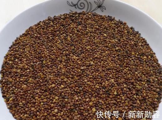 菟丝子|下面腰酸+上面耳鸣=肾虚推荐一味中药，效果令人不可思议