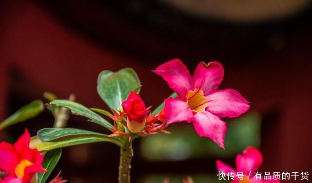 5月养这3种花,多用磷酸二氢钾,开花多!