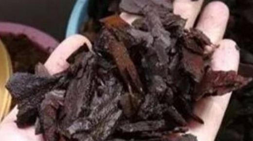 出门捡块“它”,砸碎扔盆里,土壤疏松不板结,几年不换盆也能长