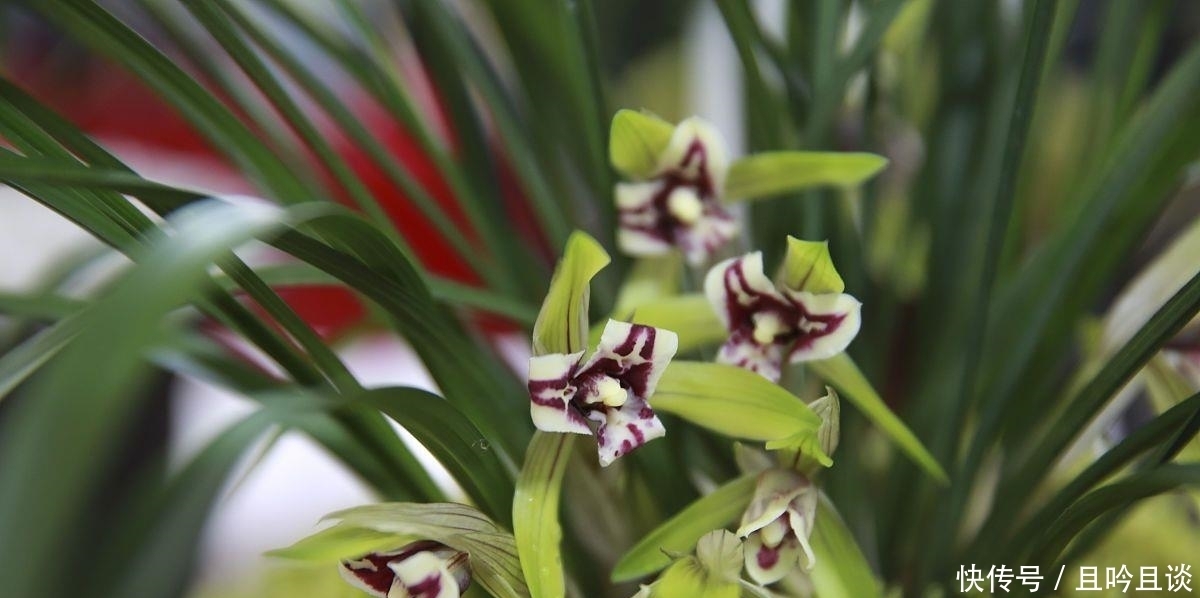 抓紧|5种“喜阴花”,不要长时间晒太阳,屋外若有,抓紧搬进屋!