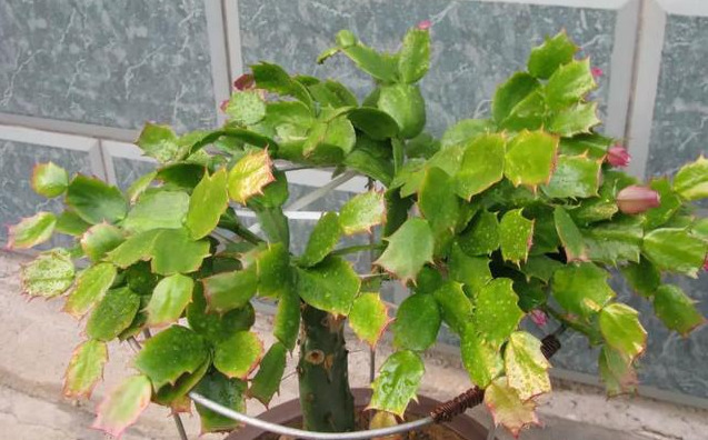 养花技巧花草换盆不懂这3点难怪换完盆就黄叶枯死