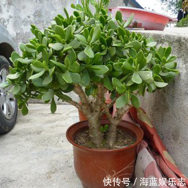 养护|教你2个“小诀窍”，快速把玉树养成“小老桩”，造型优美